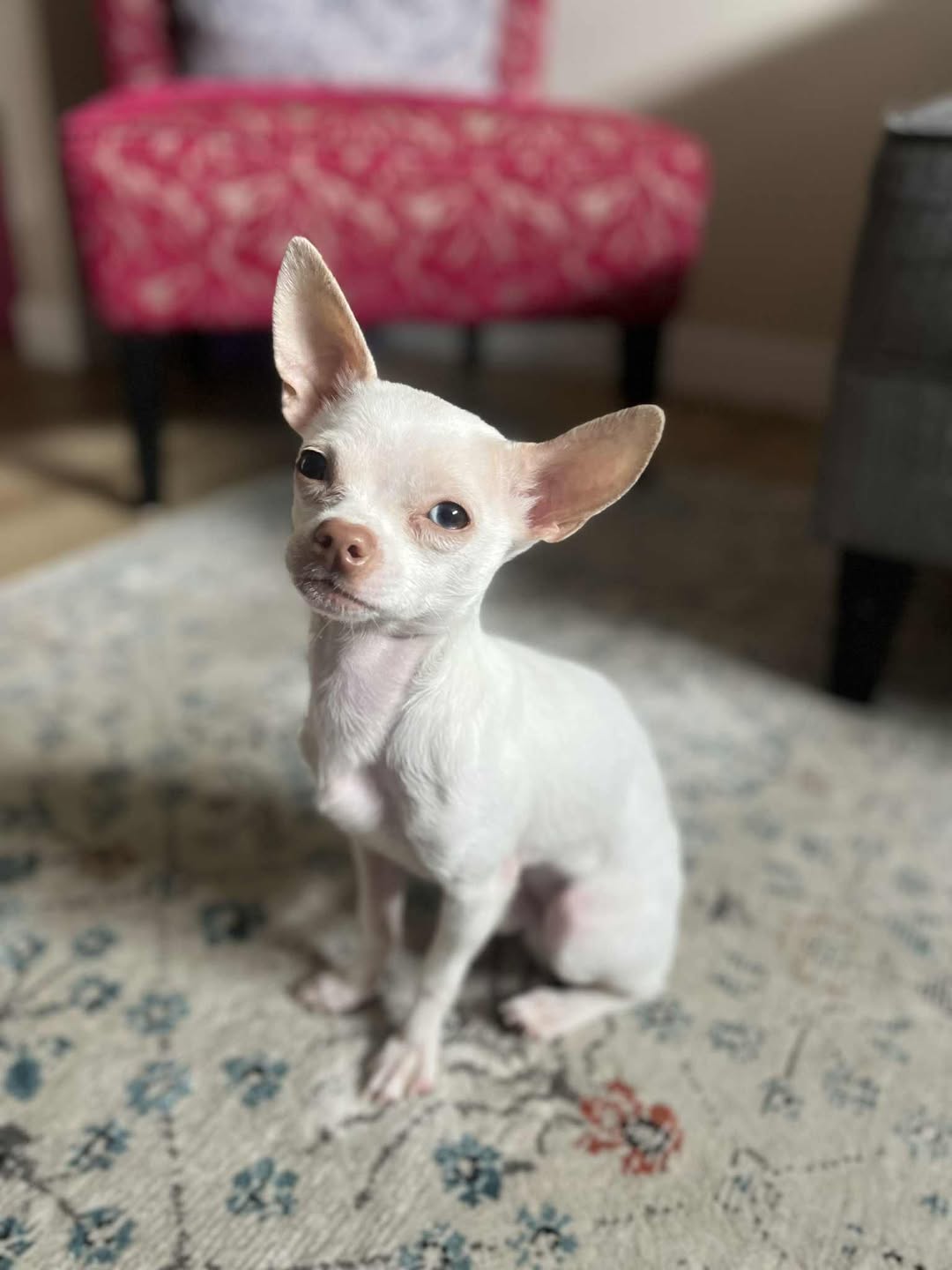 Lost dog