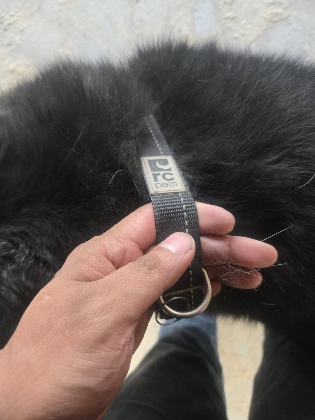 Found dog