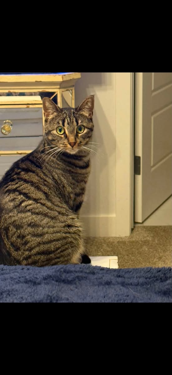 Lost Cat in Edmonton