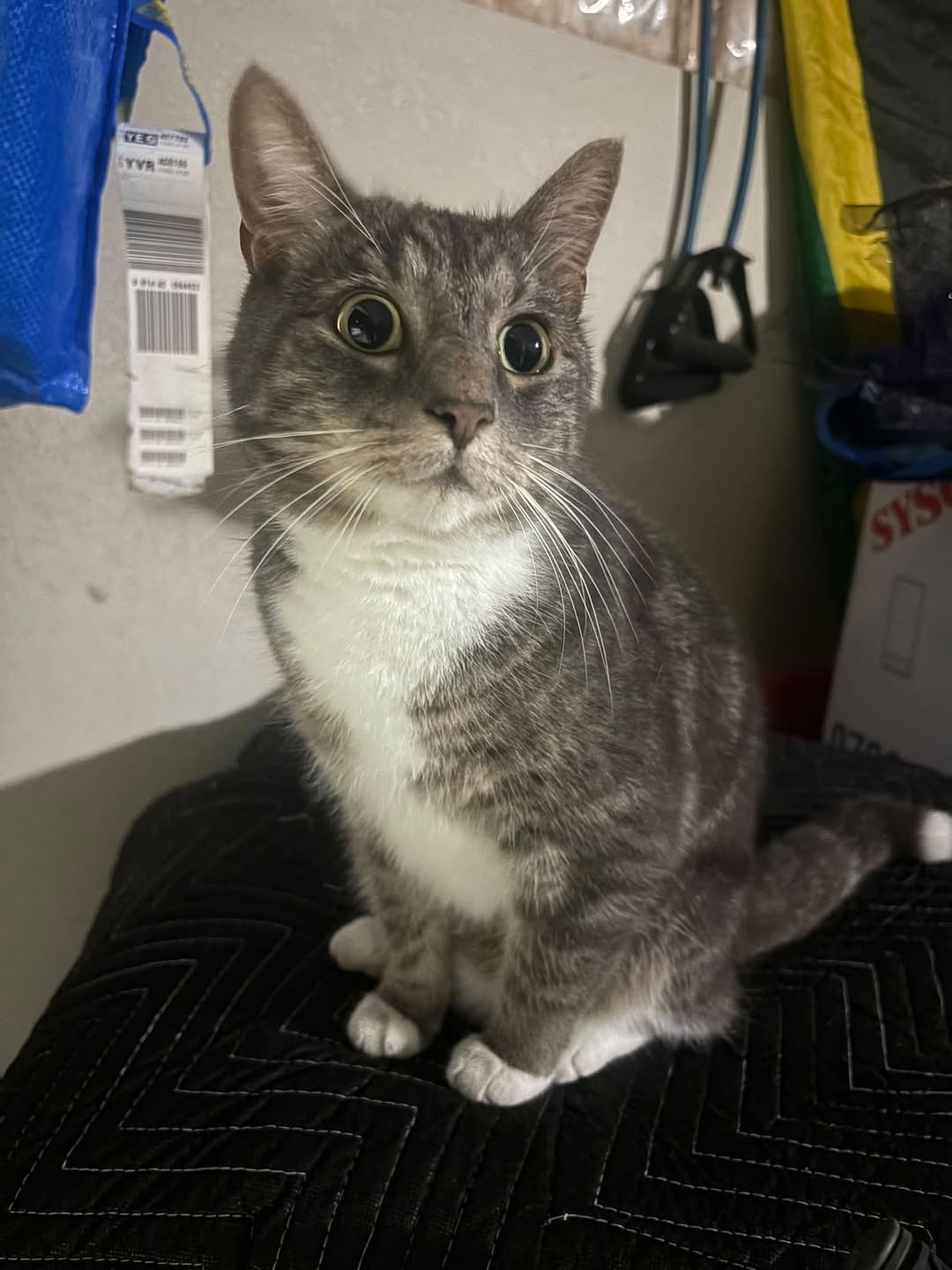 Found cat
