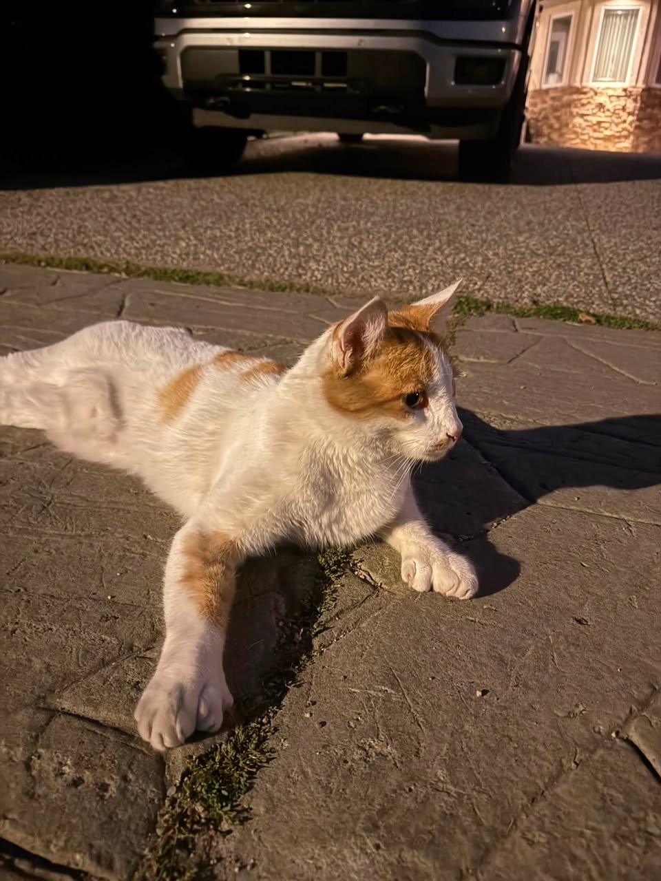 Found cat