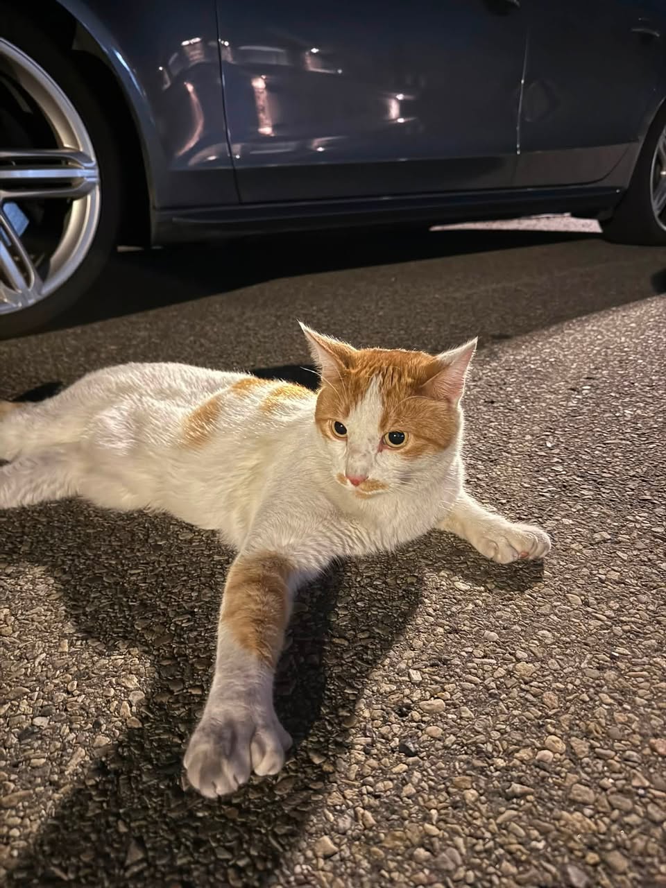 Found cat
