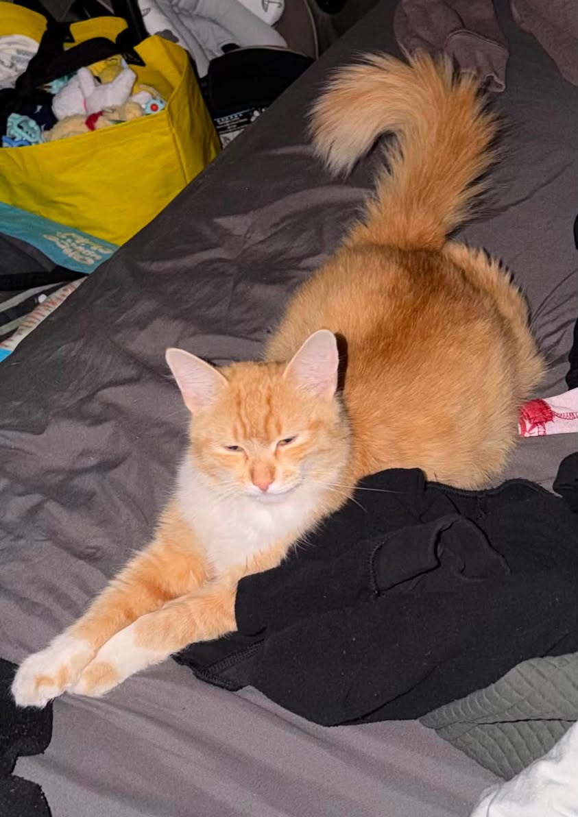 Found cat