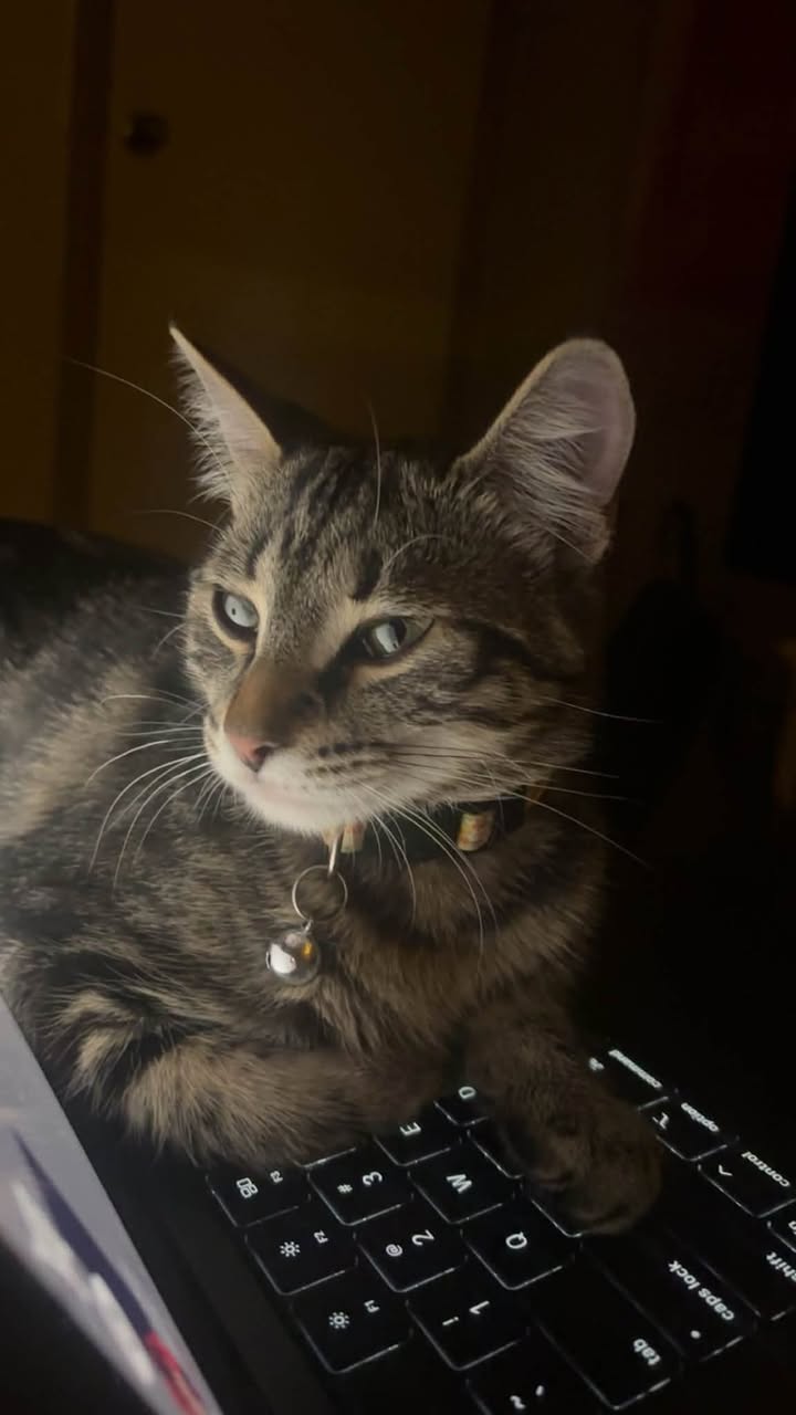 Lost cat