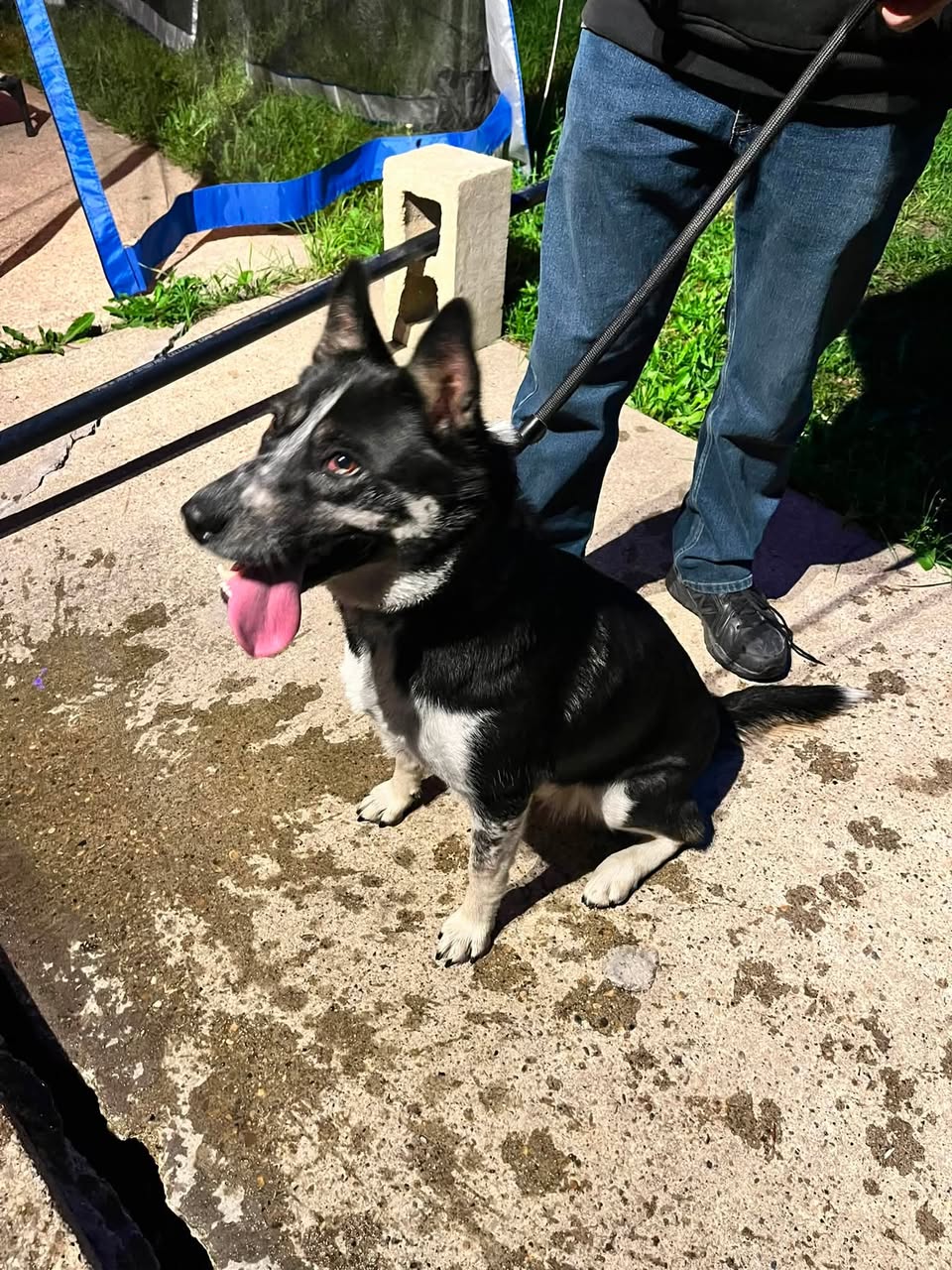 Found dog