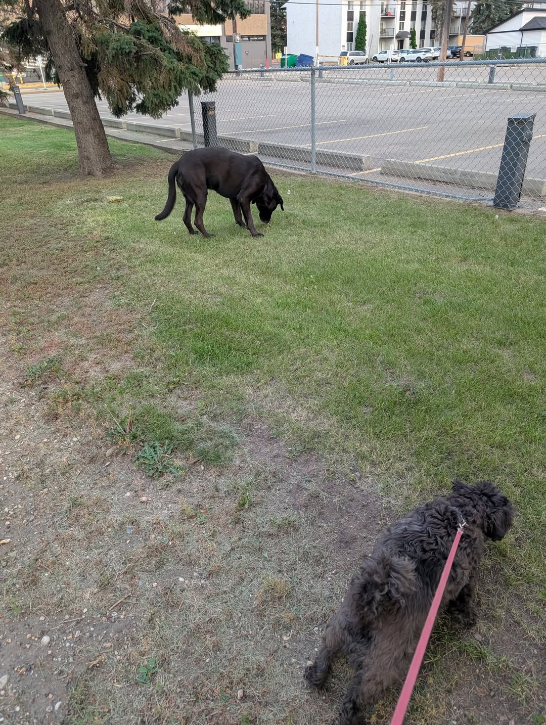 Found dog