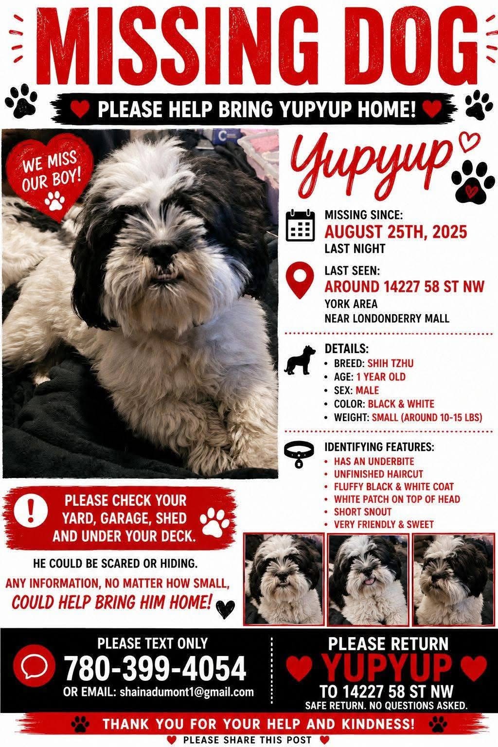 Lost dog