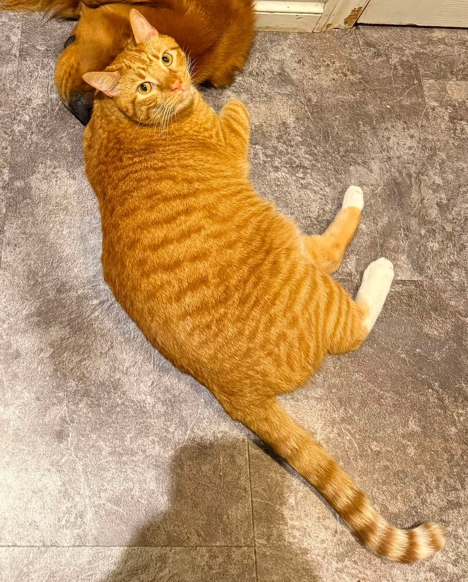 Lost Cat in Newton