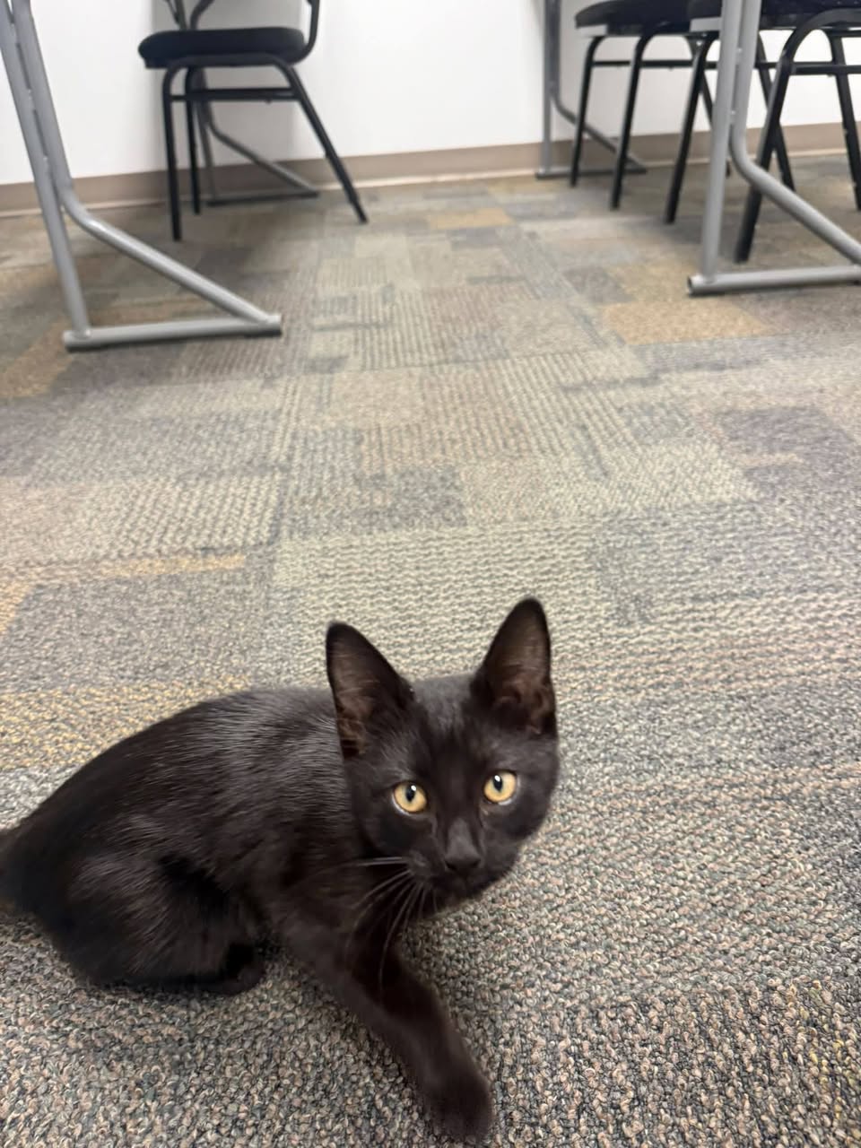 Found cat