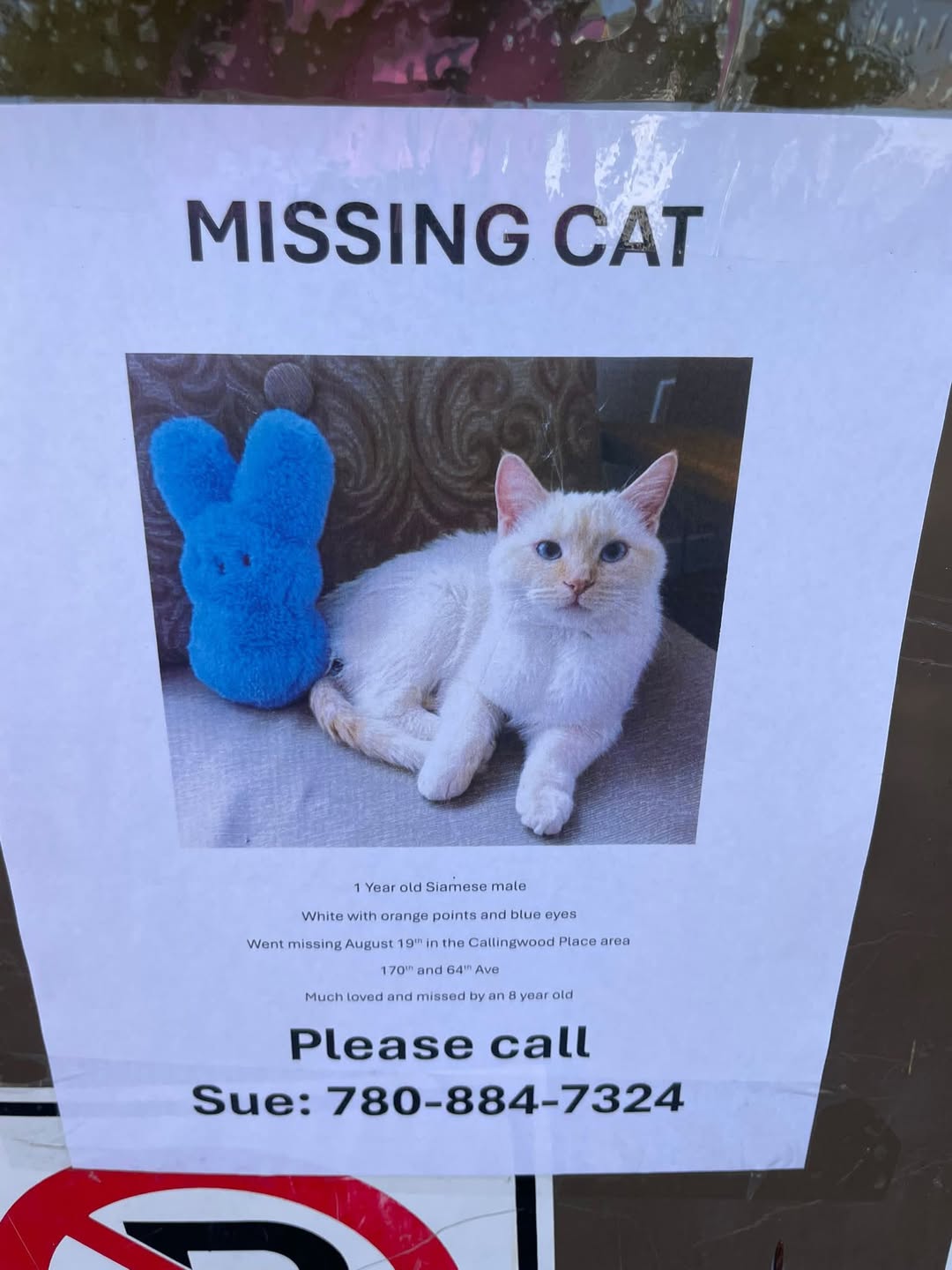 Lost Cat in Edmonton
