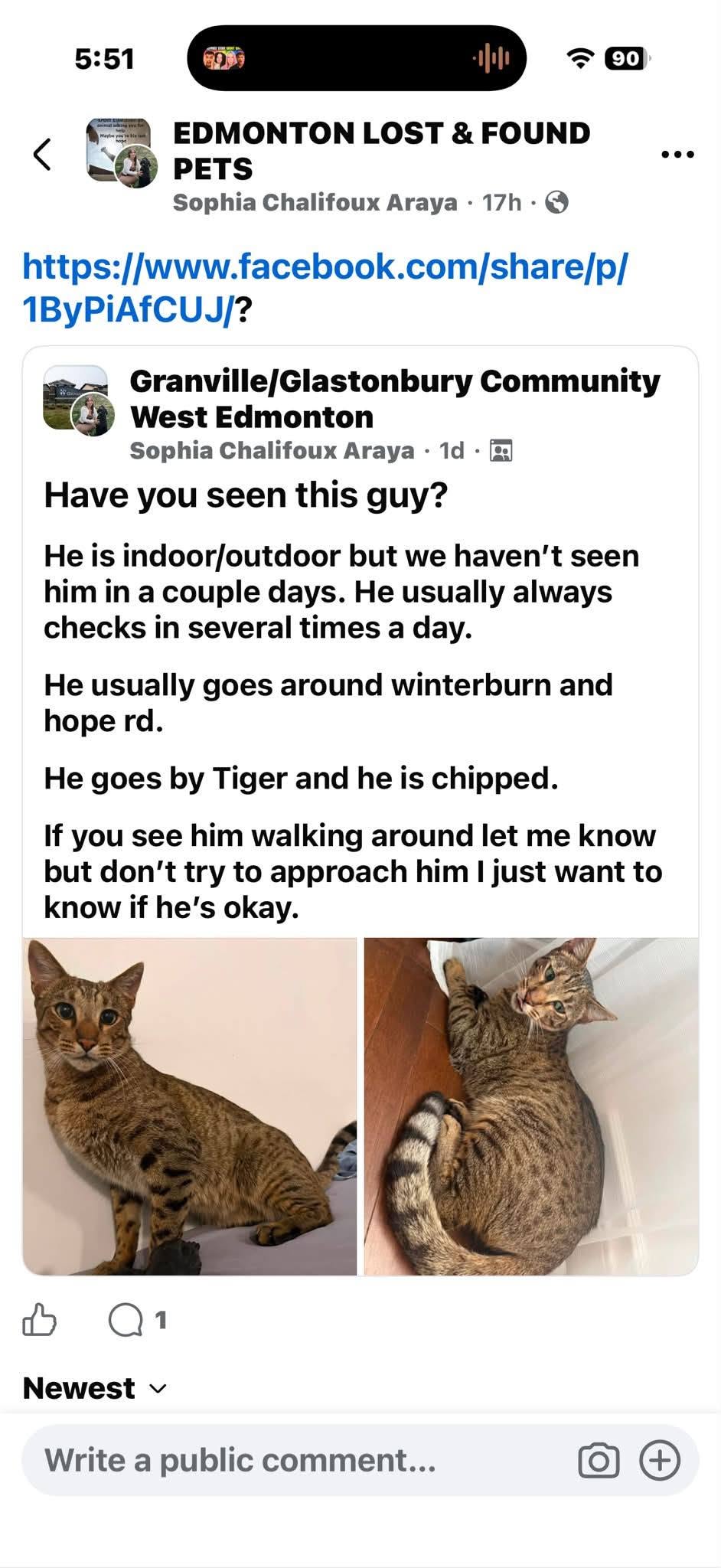 Lost Cat in Edmonton