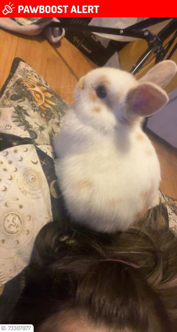 Lost rabbit