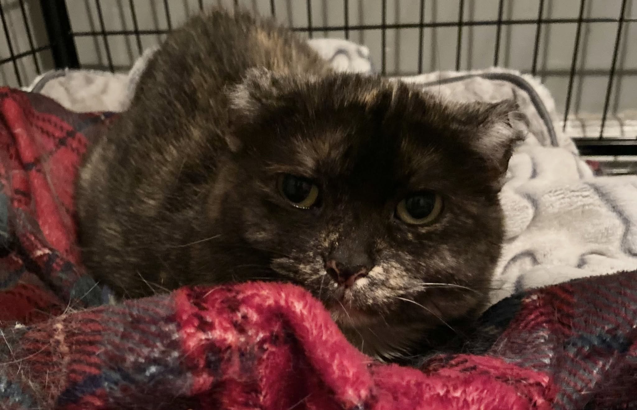 Lost Cat in Montrose