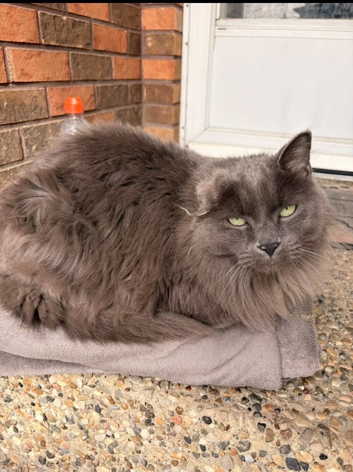 Lost Cat in Edmonton