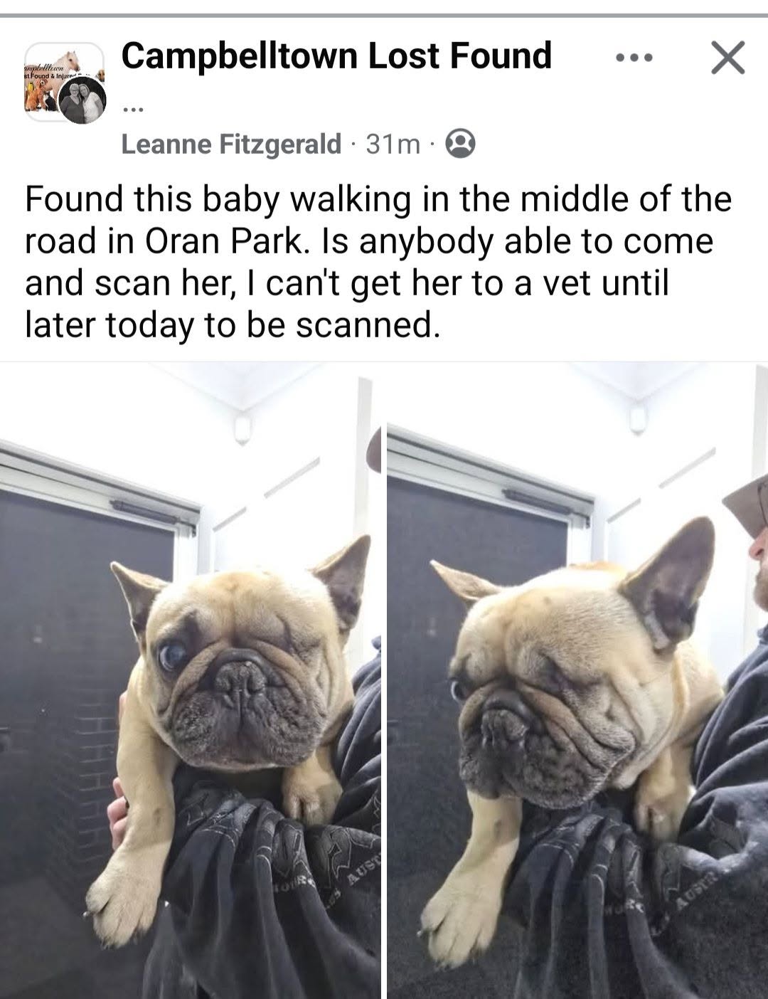 Found dog