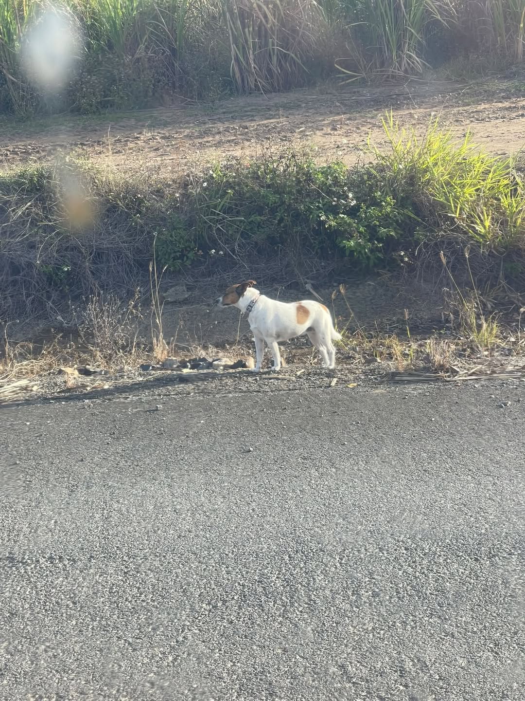 Found dog