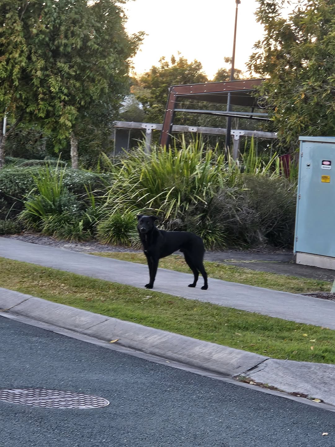 Found dog
