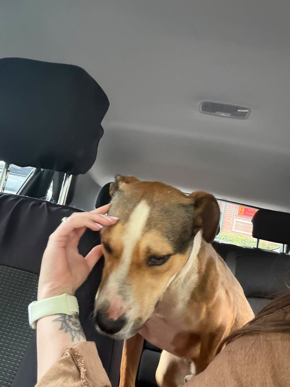 Found dog