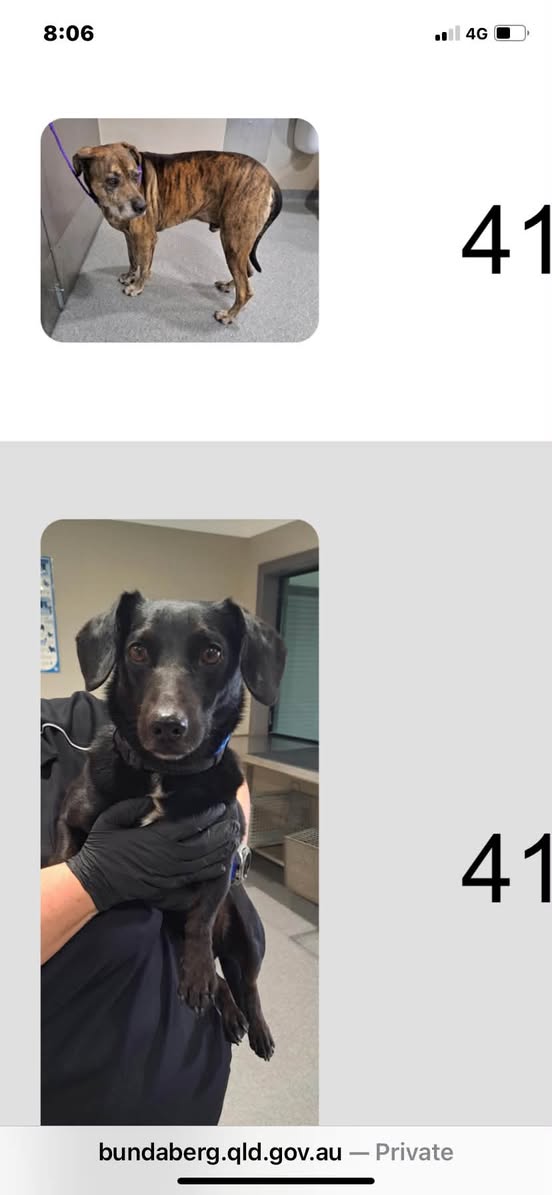 Found pet
