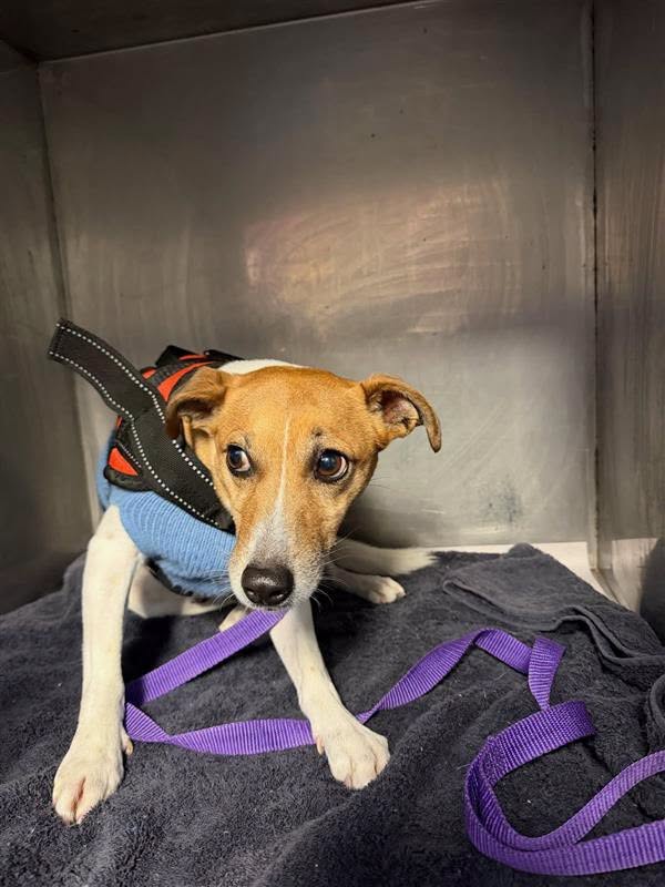 Found dog