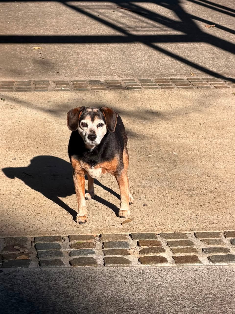 Found dog