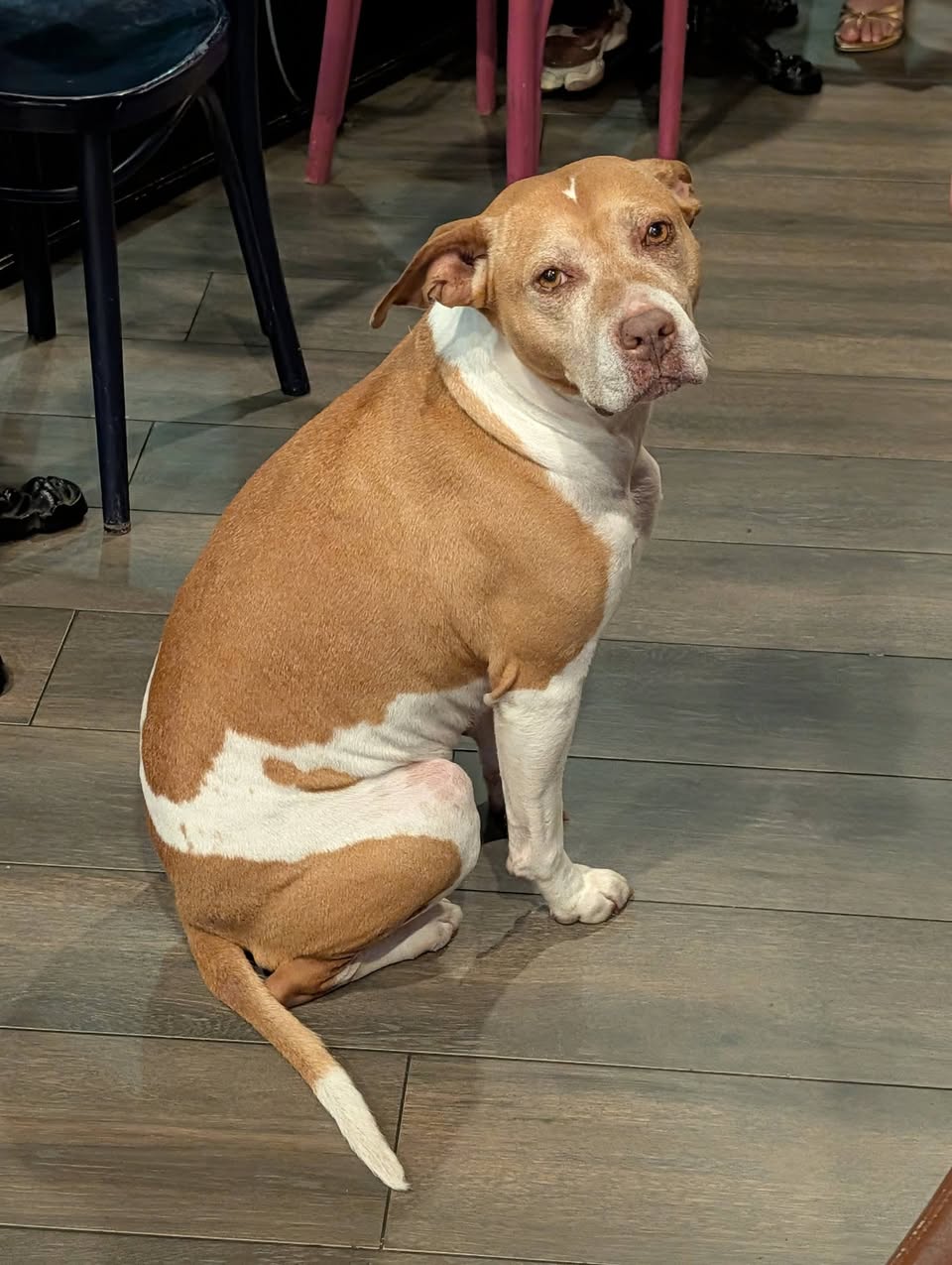 Found dog