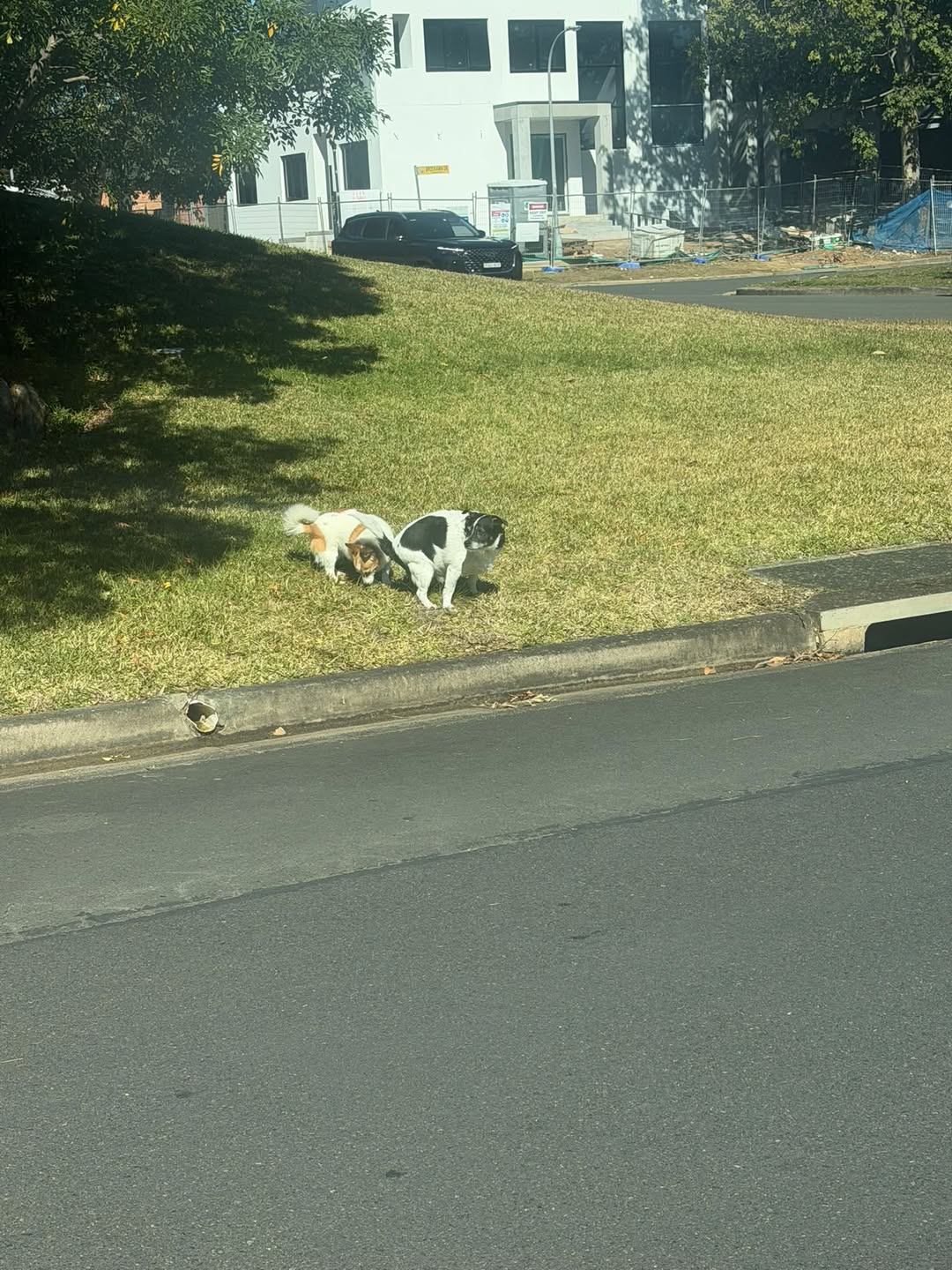 Found dog