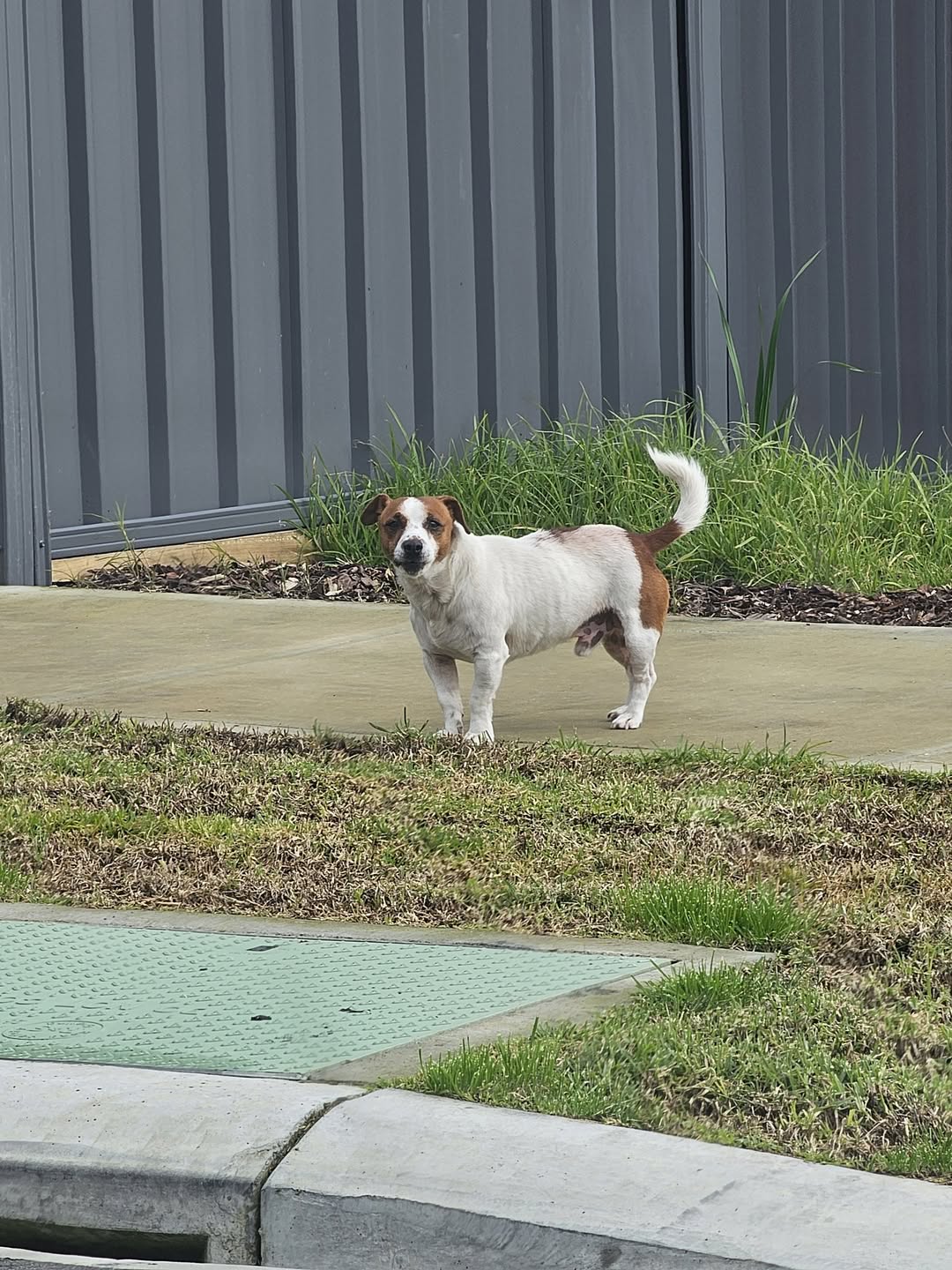 Found dog