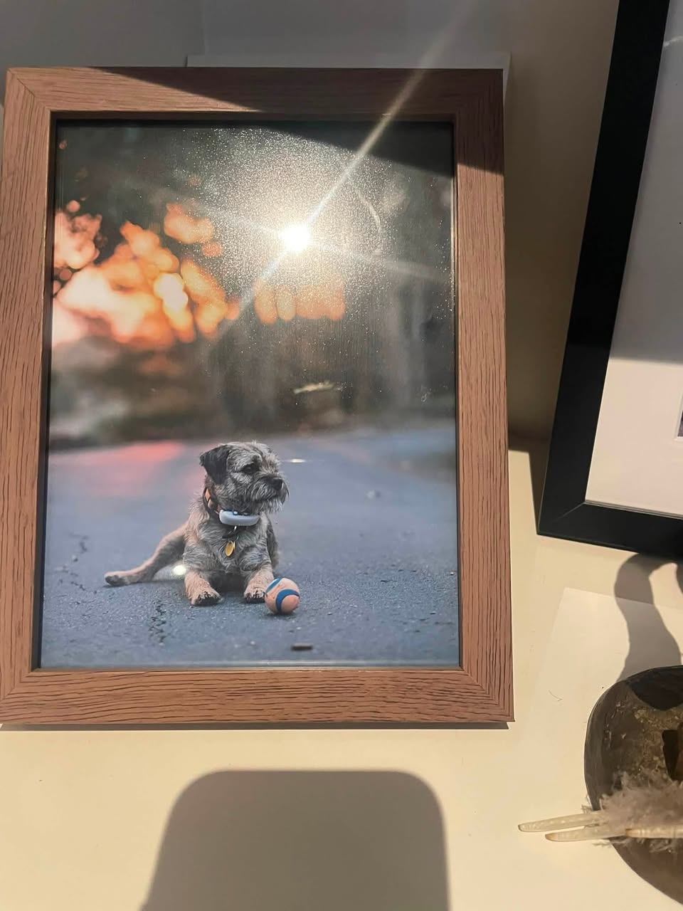 Lost Dog in Australia