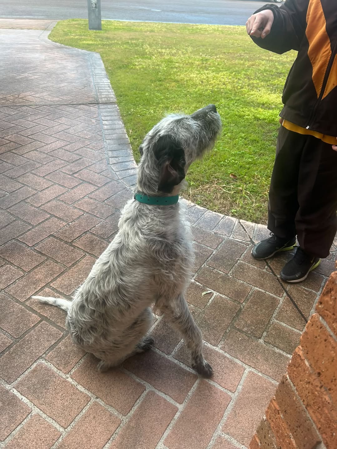 Found dog