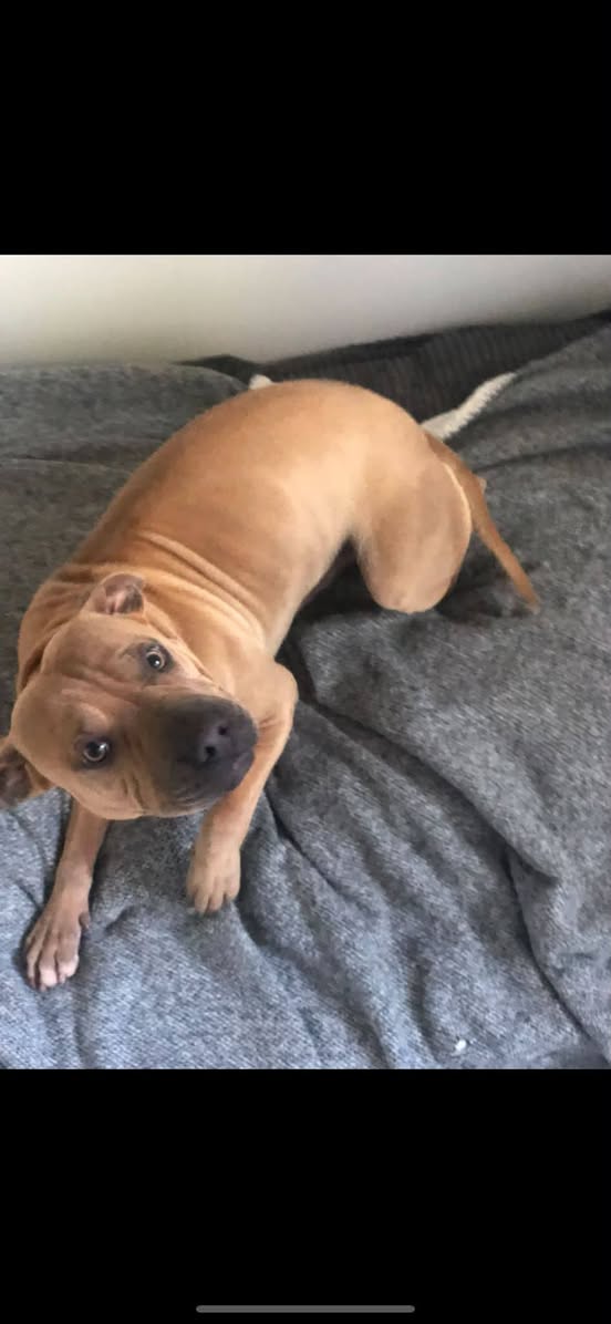 Lost Dog in Australia