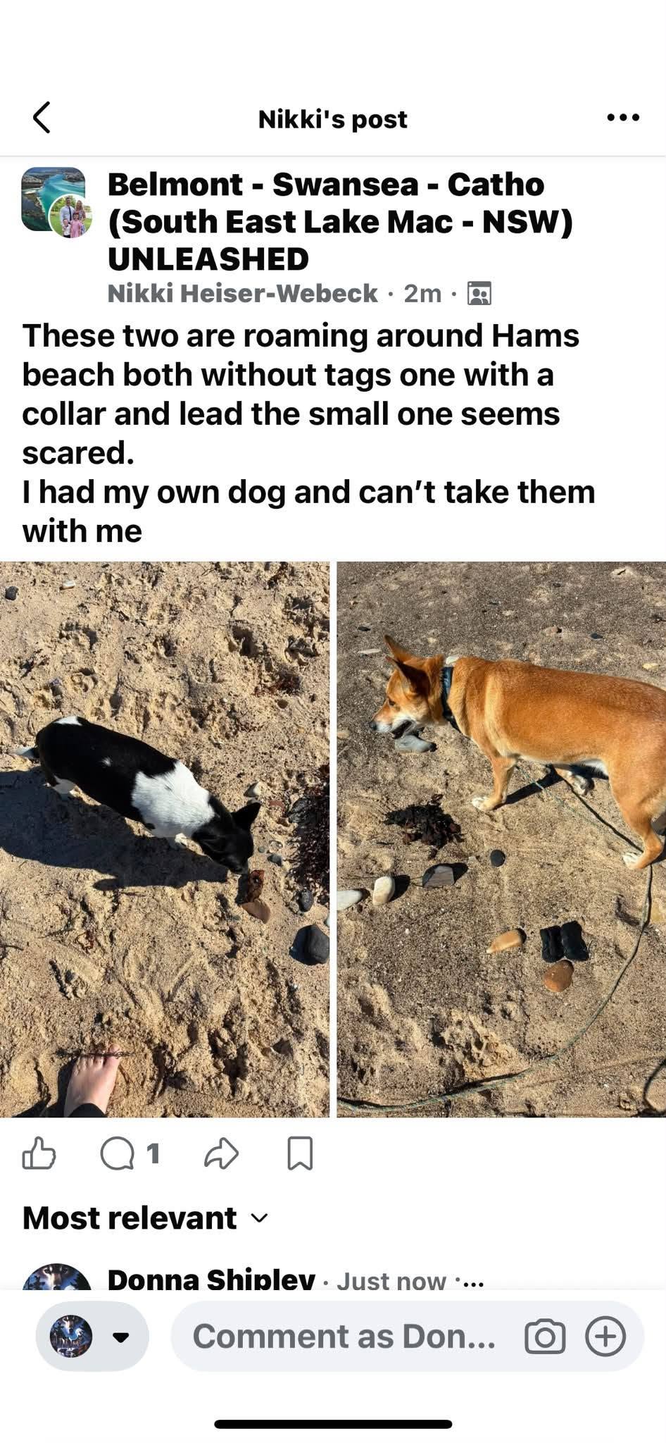 Found dog