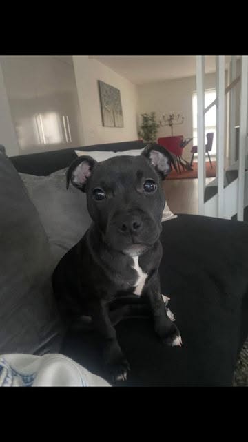 Lost Dog in Australia