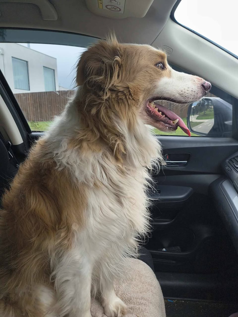 Found dog