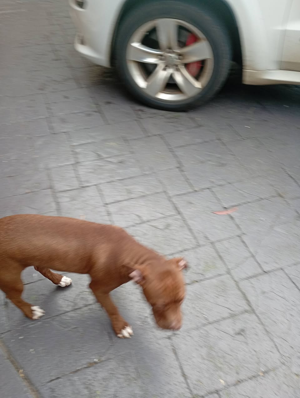 Found dog