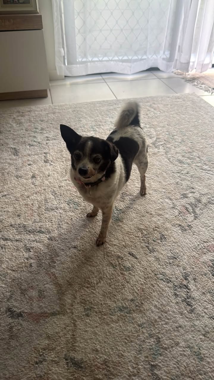 Found dog