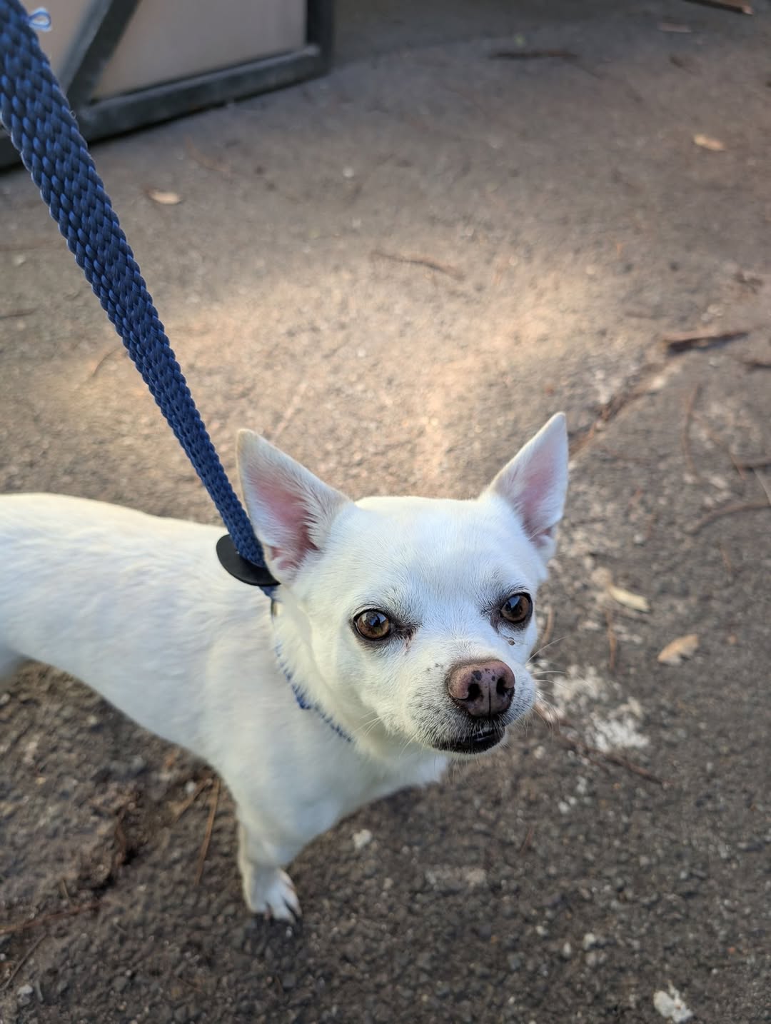 Found dog