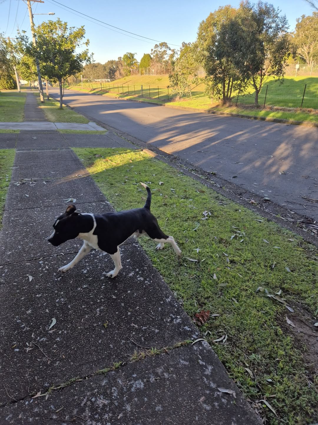 Found dog