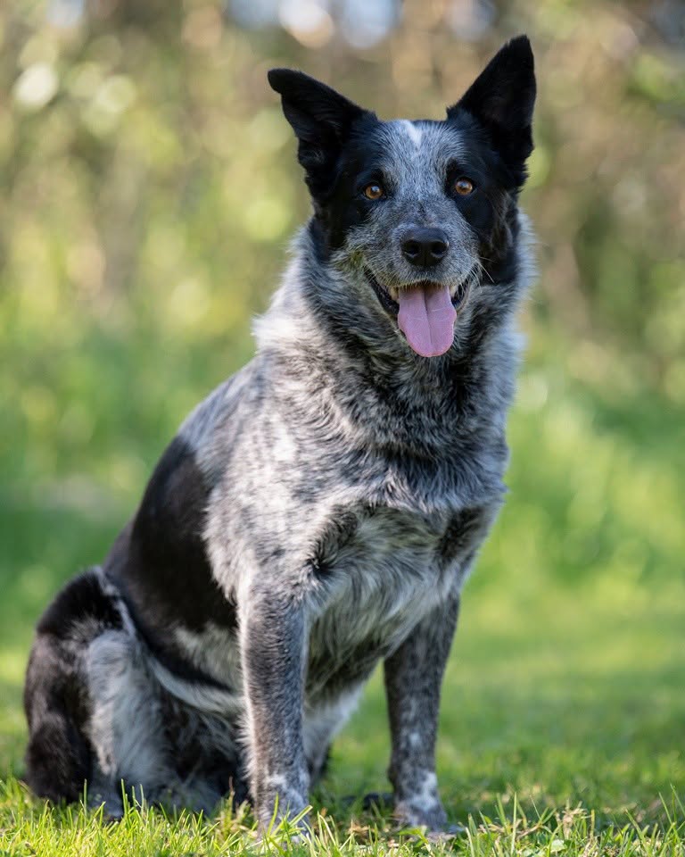 Found dog
