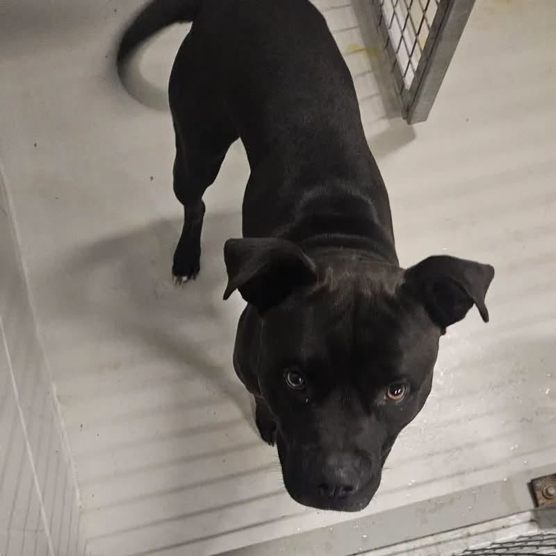 Found dog