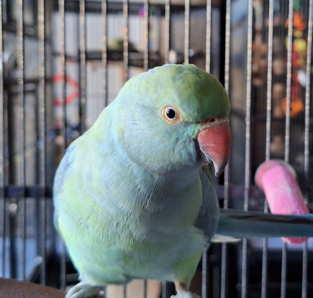Found bird
