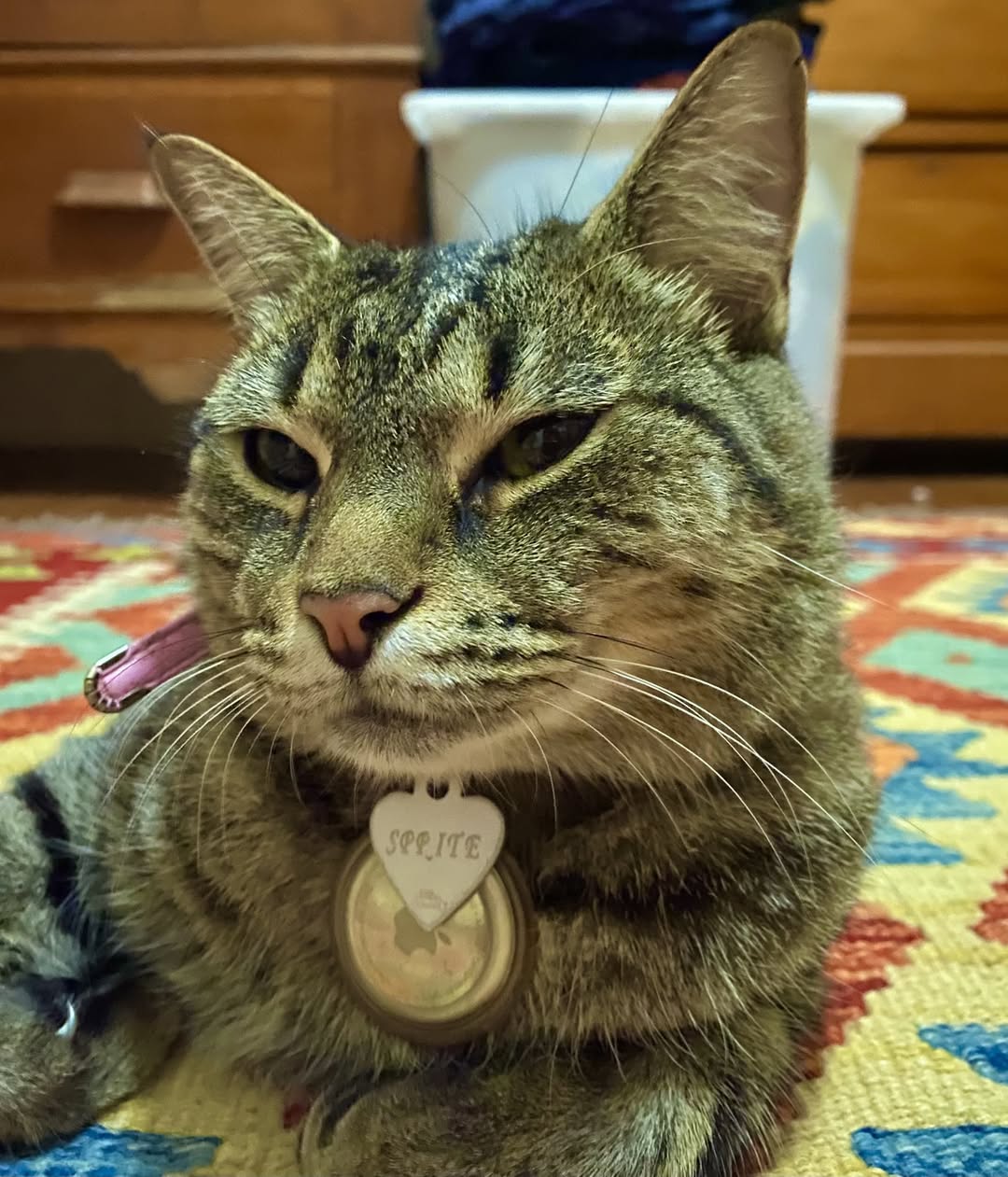 Lost cat