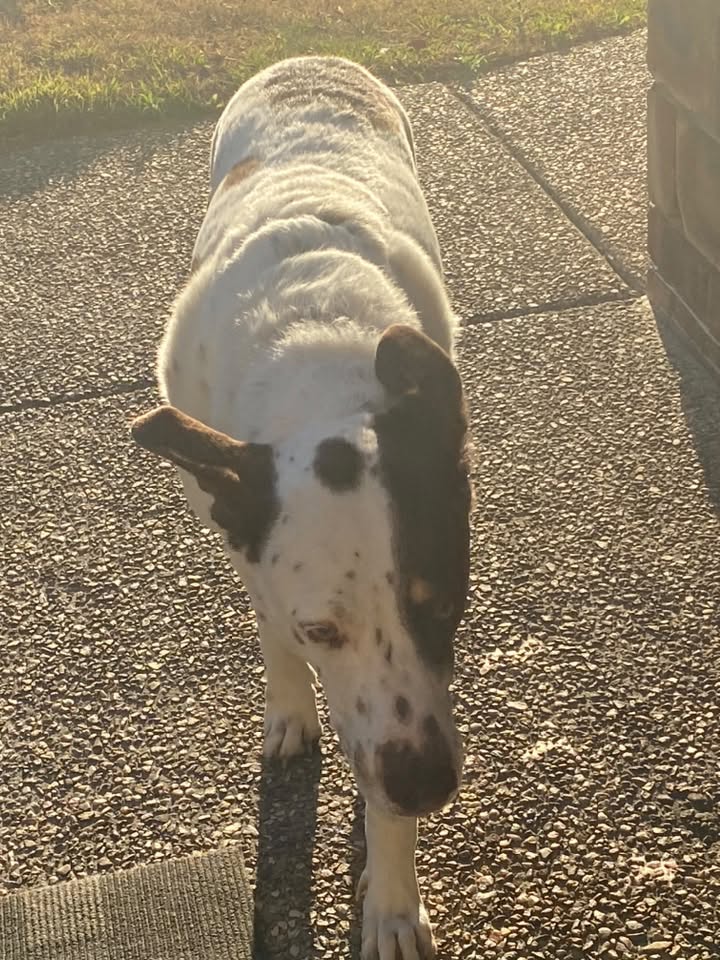 Found dog