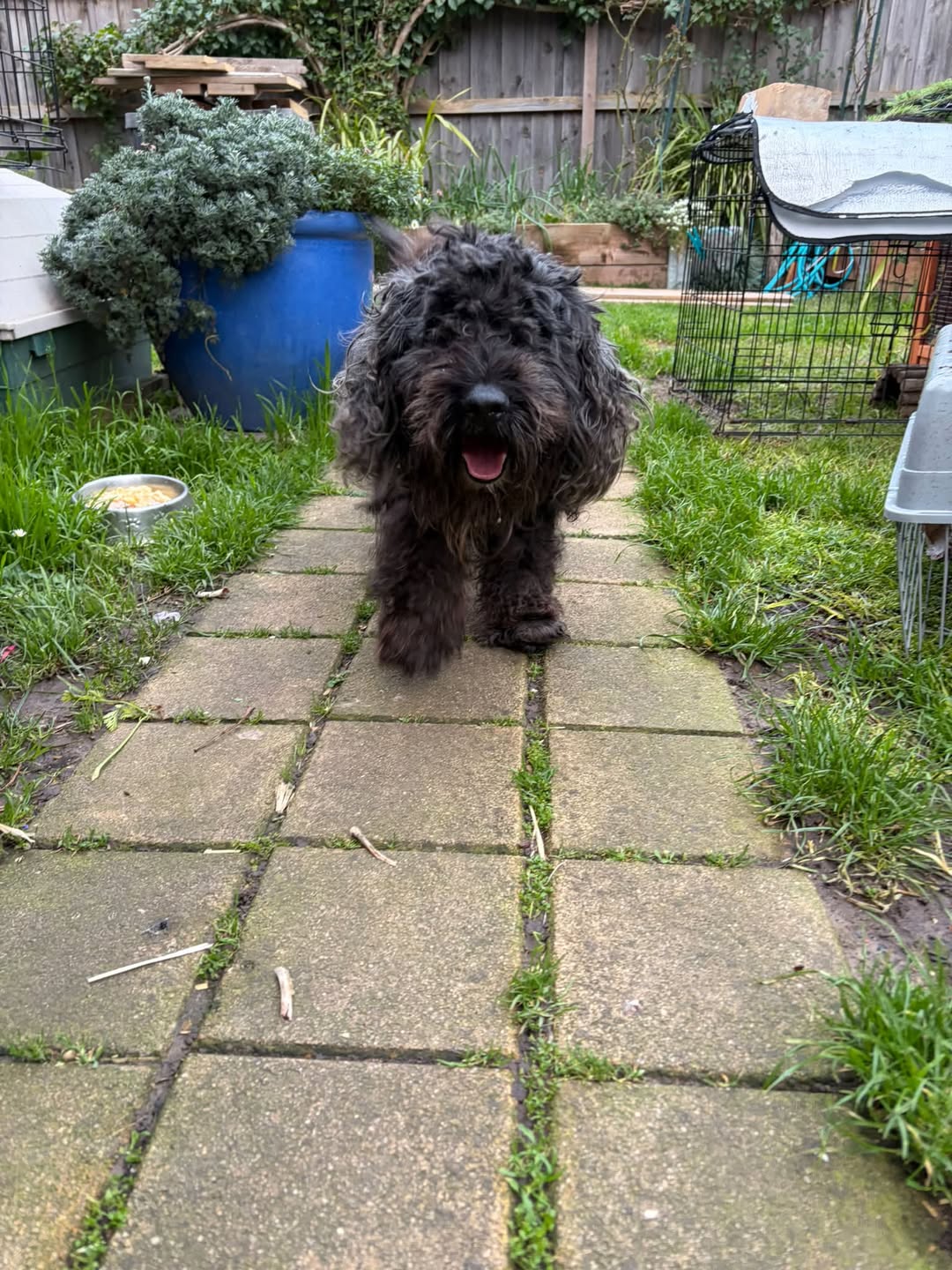 Found dog