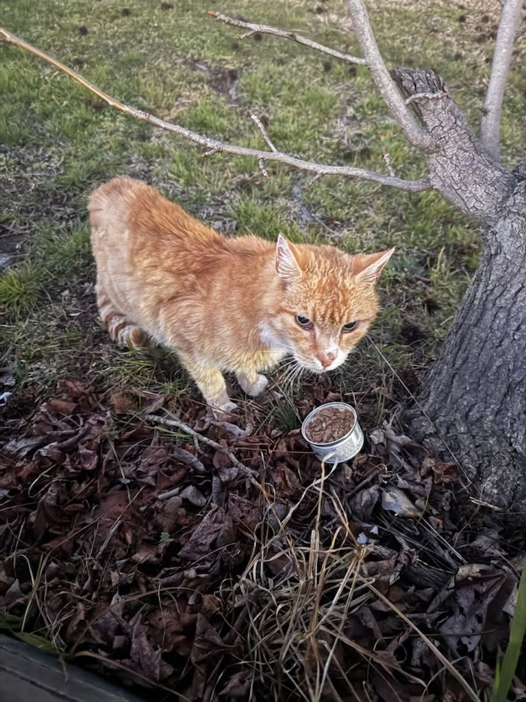 Found cat