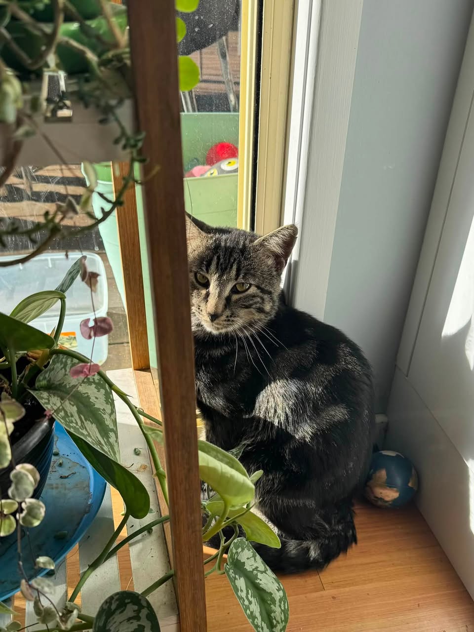 Found cat