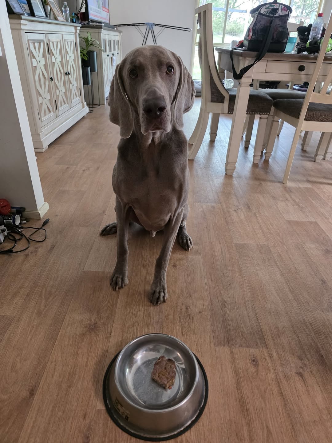 Lost Dog in Australia