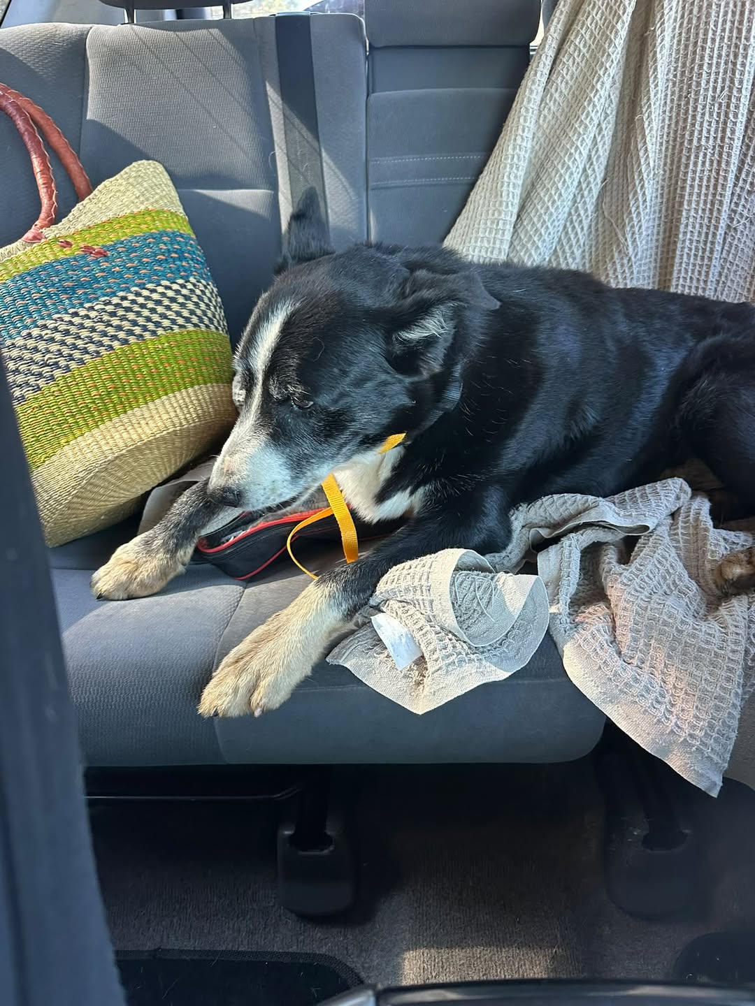 Found dog