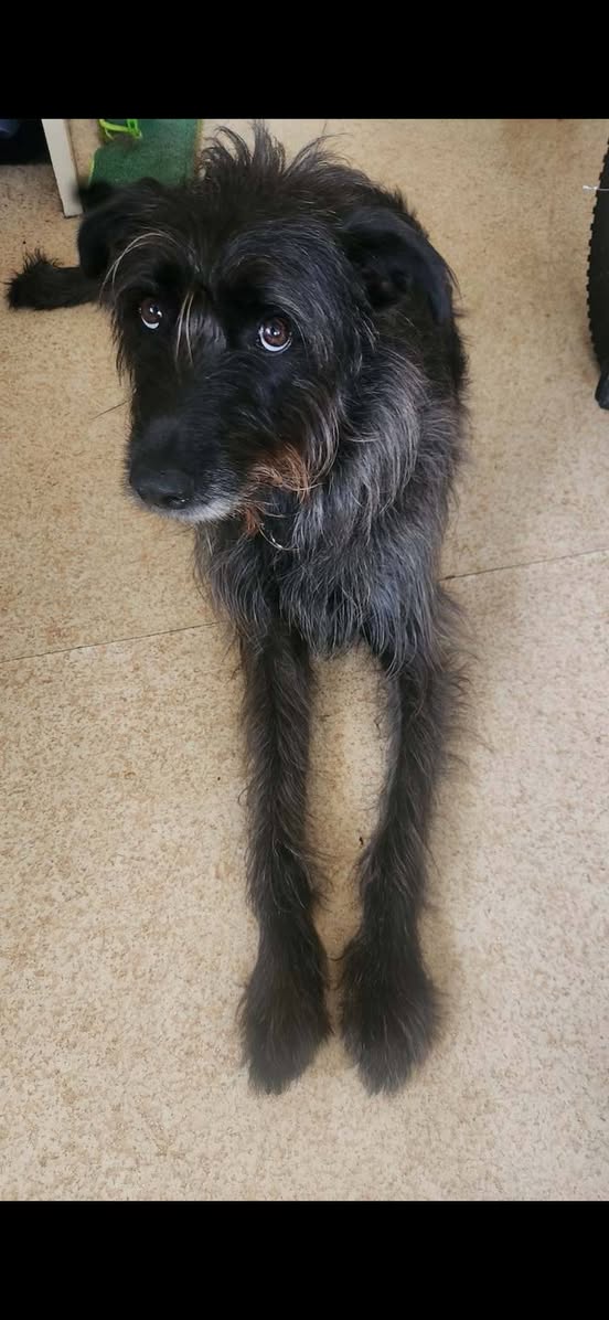 Lost Dog in Warragul
