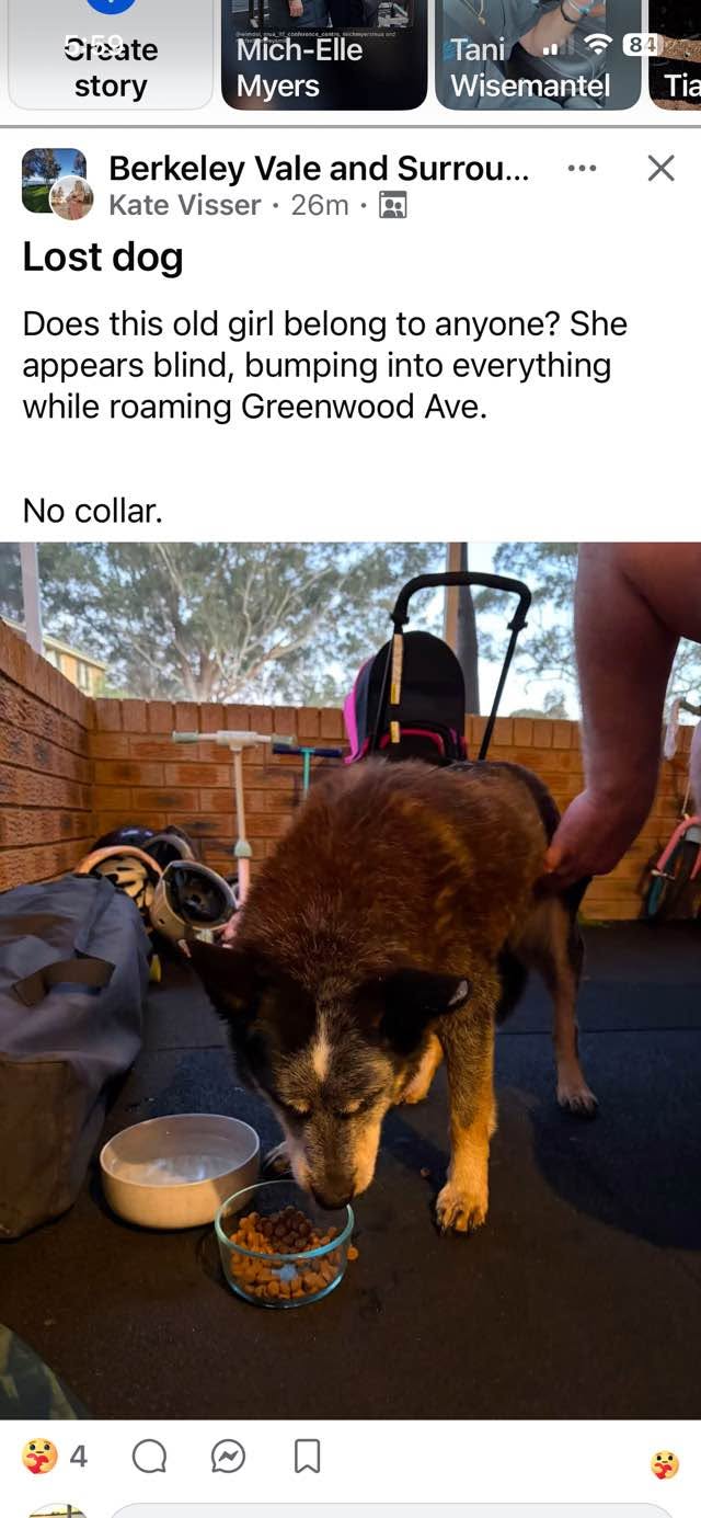 Found dog